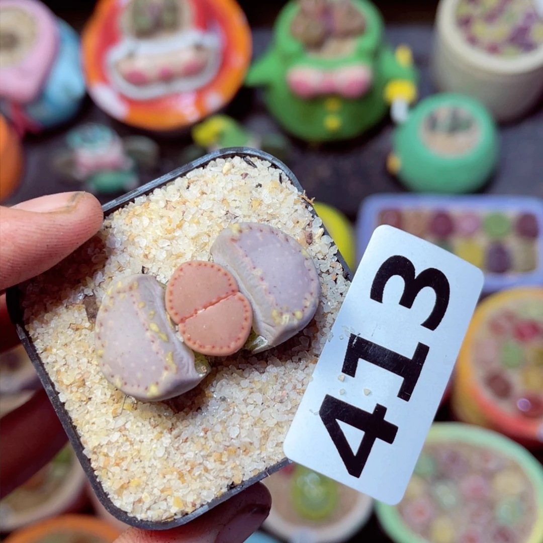 413生石花带盆发