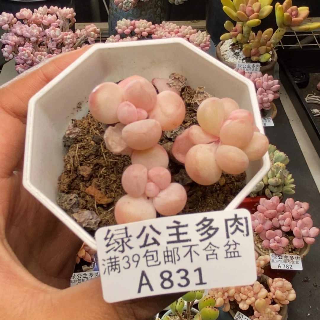831萤火虫多肉4c m
