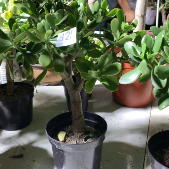 似***?825紫叶脱土发货