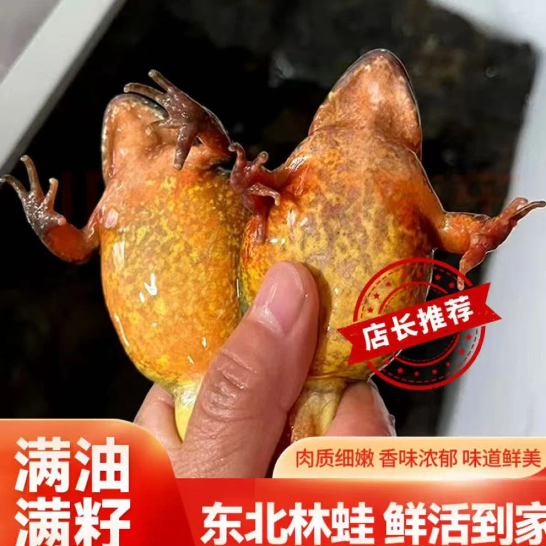 新鲜美味东北活雪蛤林蛙满籽满油