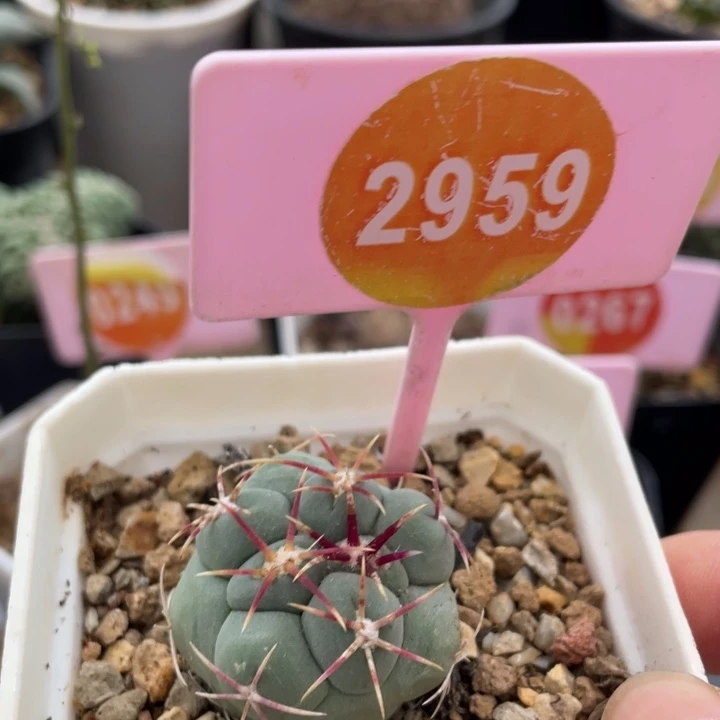 用***6实生白肌天晃2959