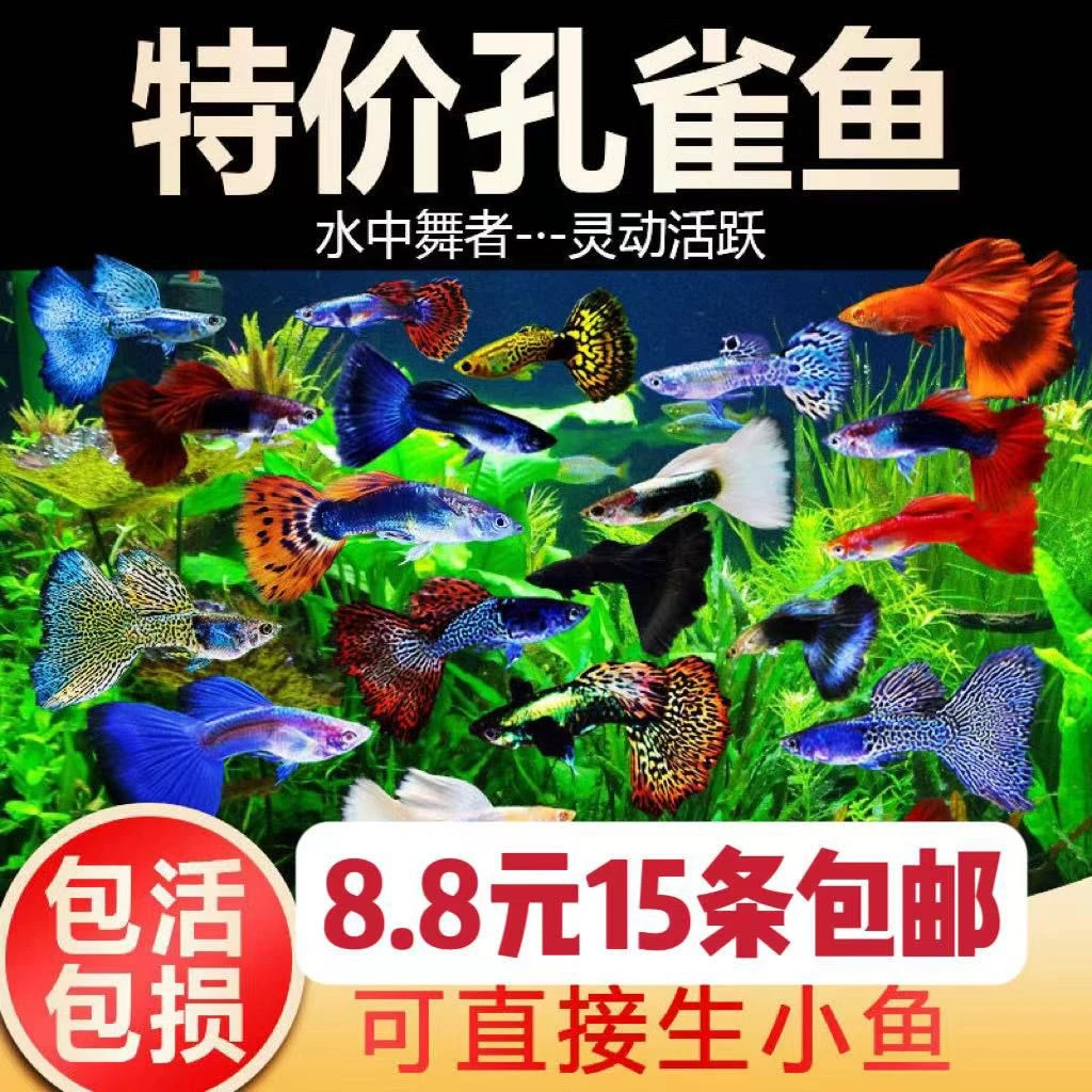 孔雀鱼 淡水观赏鱼混养斑马米奇繁殖孕母孔雀玛丽皮球小型热带鱼