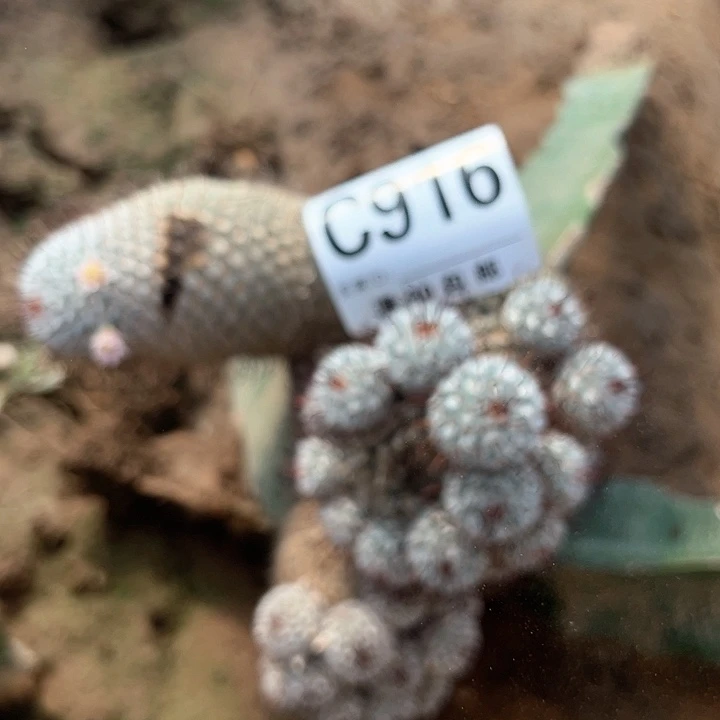 畅*懷916好两颗仙人球