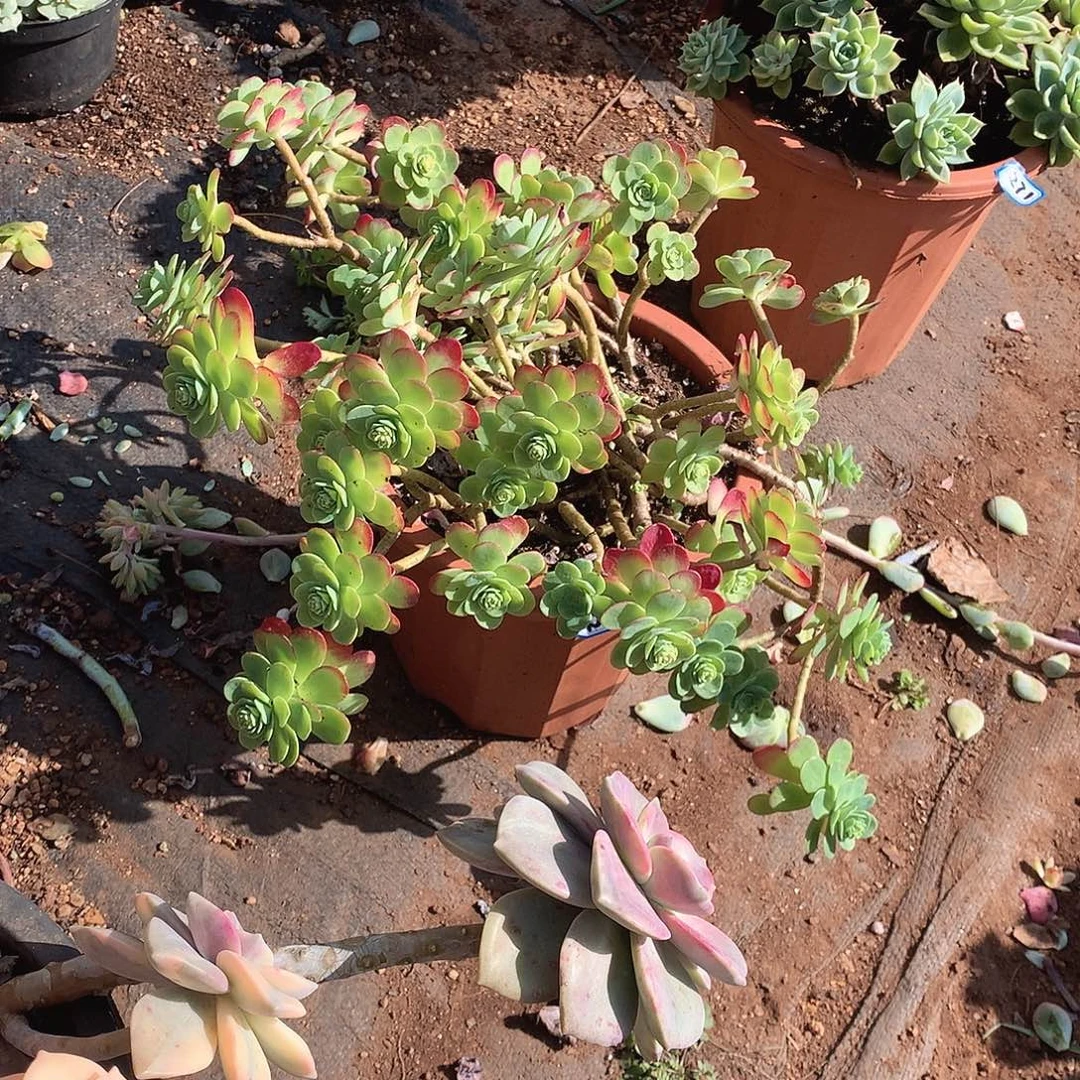 272薄化妆 一物一拍多肉