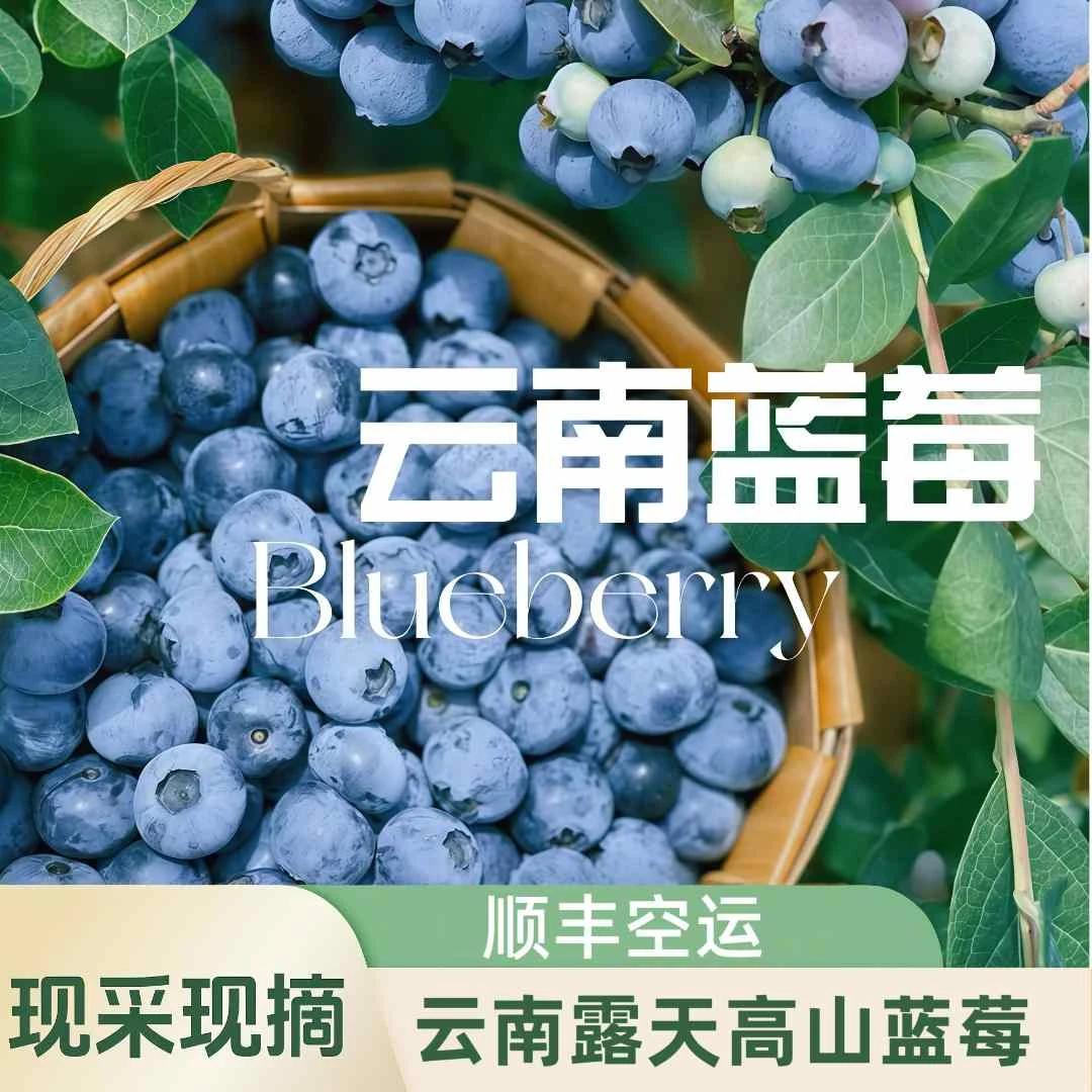 云南高山蓝莓 当季水果 新鲜高端大果 花果香露天蓝莓  顺丰空运