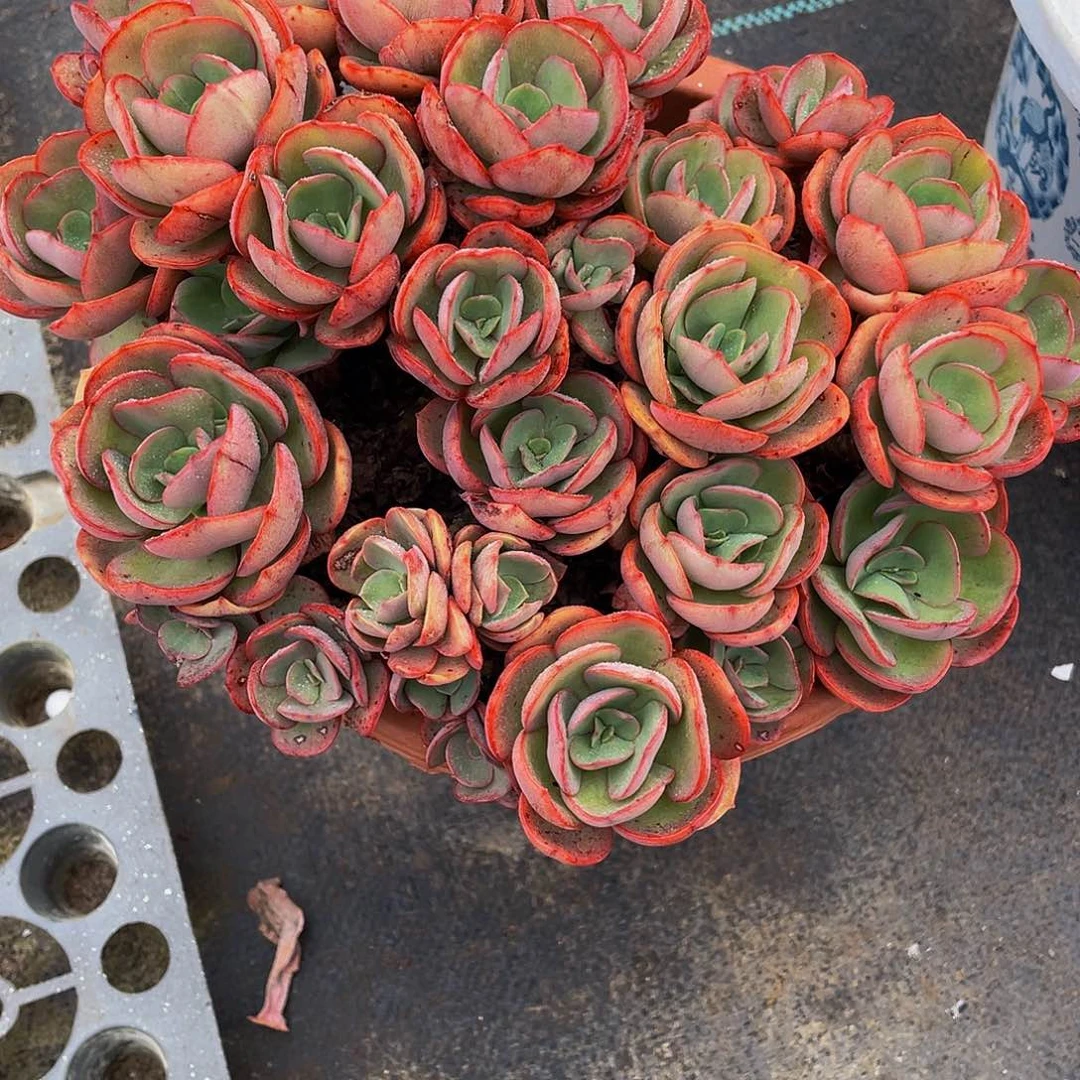 秀岩多肉植物群3100
