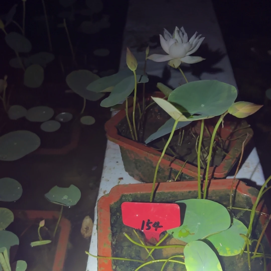 微***光全部花苞处子落154号