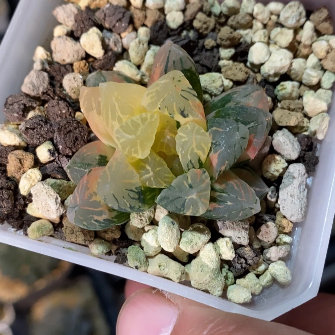 吴***柜1842。一颗福利。