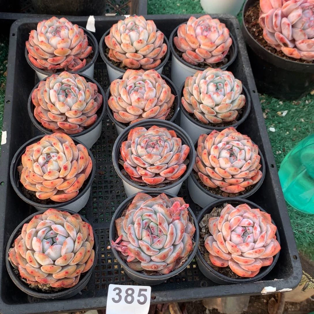 385橙子多肉植物组合