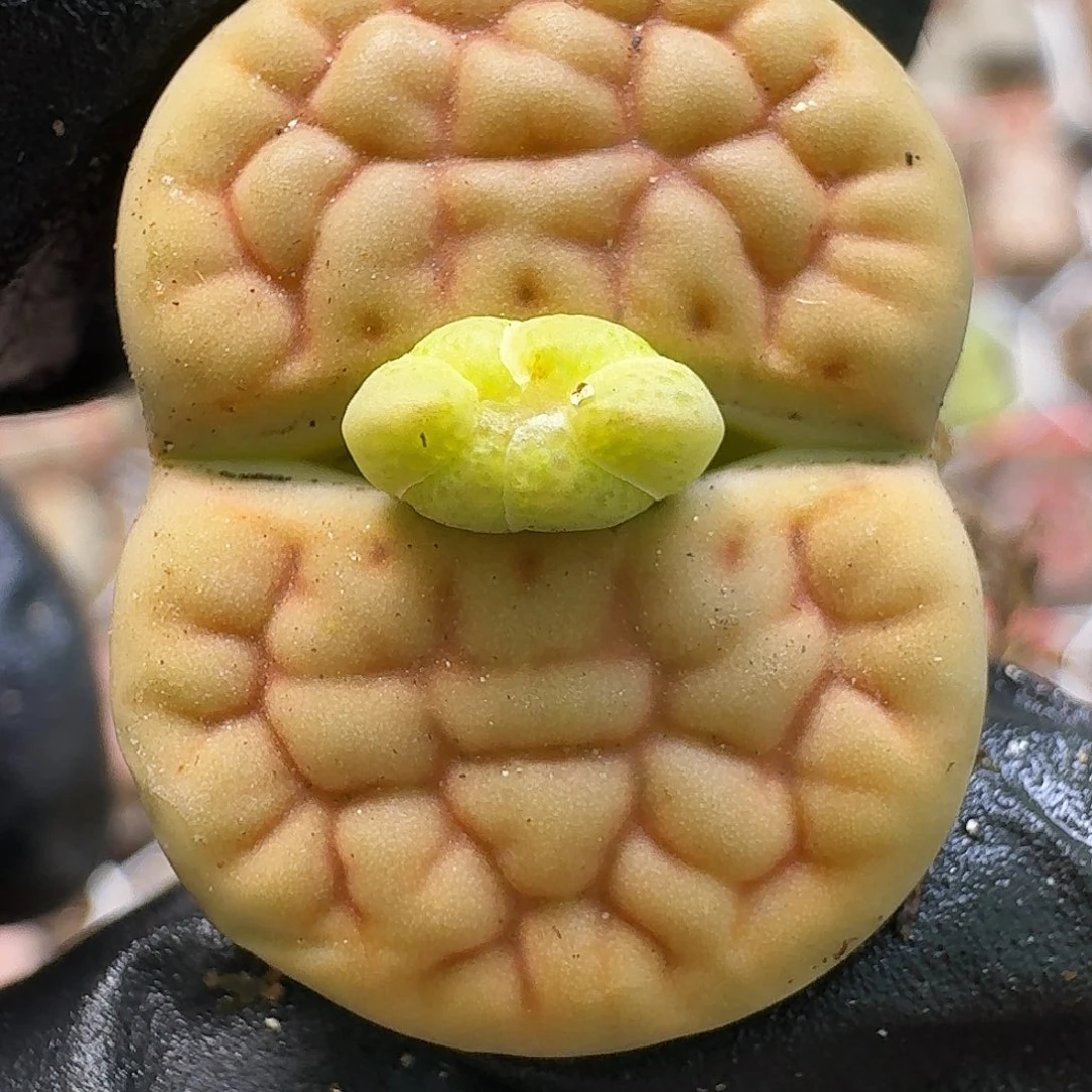 生石花1111111。  287