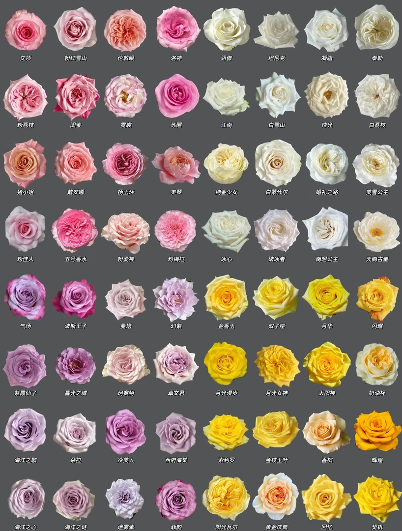 端午花束鲜花玫瑰