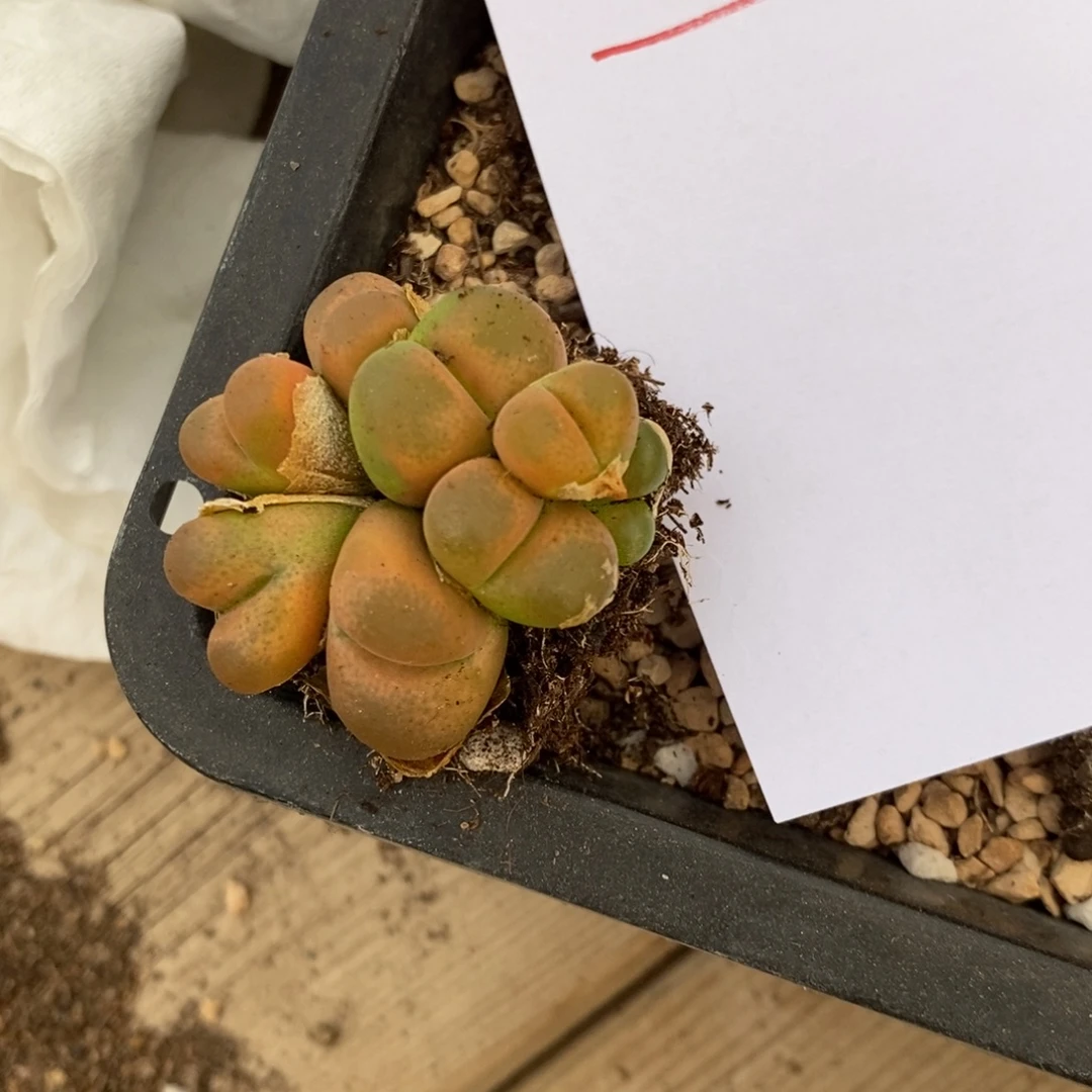 31315。  八头捧花一颗。