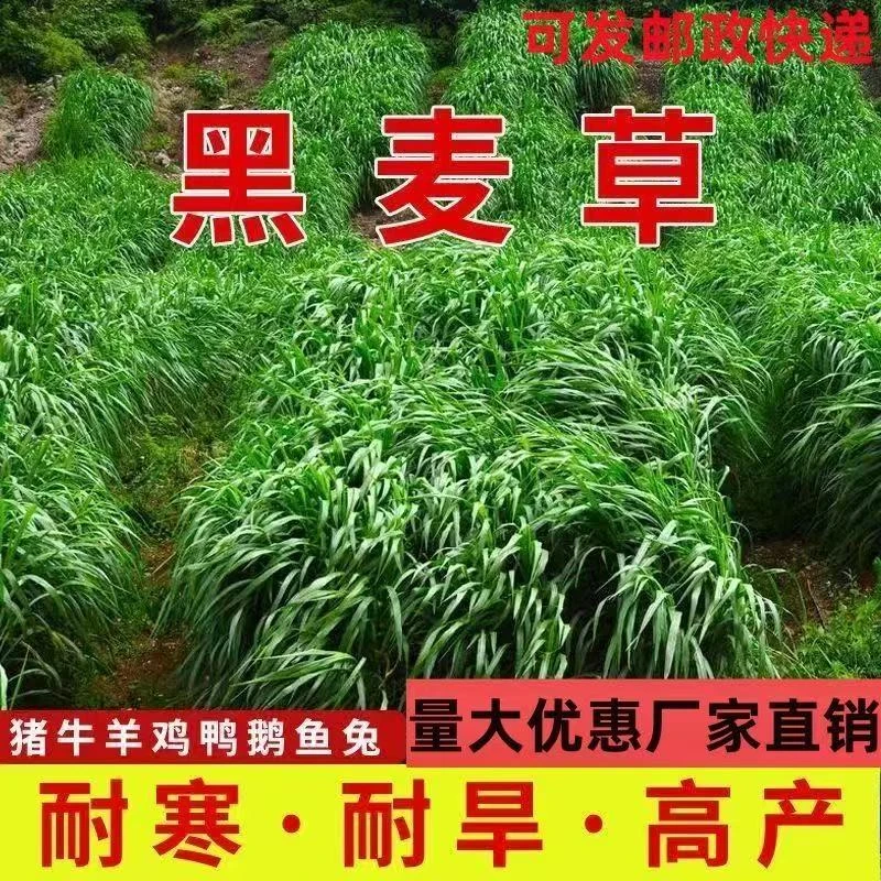 源头厂家黑麦草子种籽多年生南北方四季种植畜牧养殖牛羊猪鱼草籽