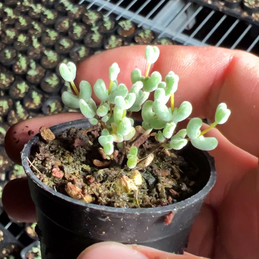 乐曲50倍老桩福利