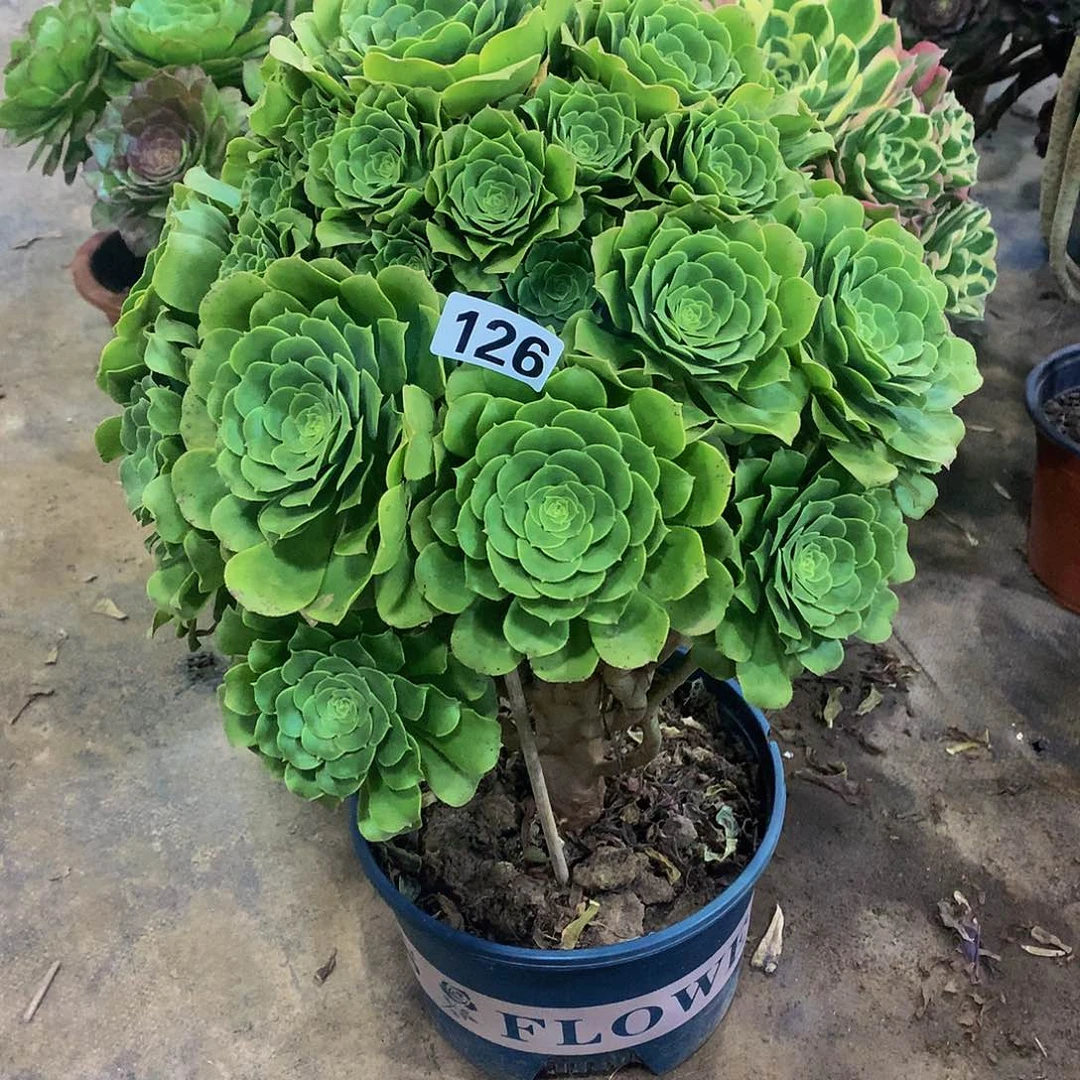 蔡*飞多肉绿羊绒，.126.00000