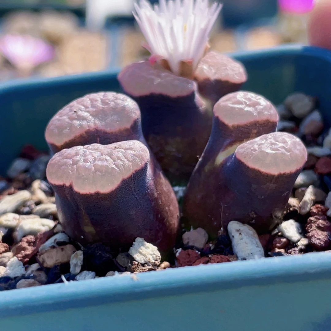 紫体粉窗磁铁植物一物一拍