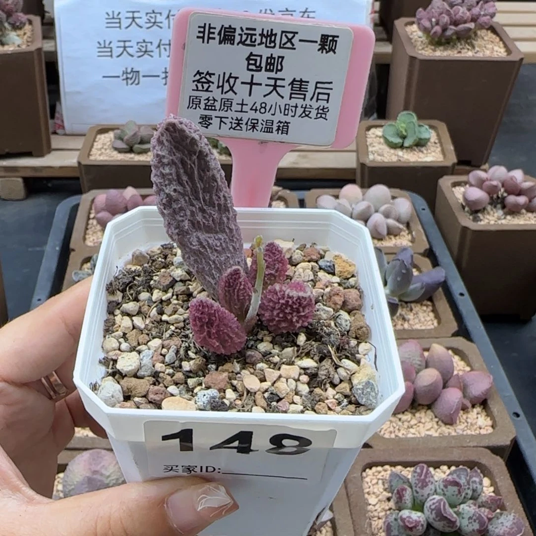 148苍龙多肉植物