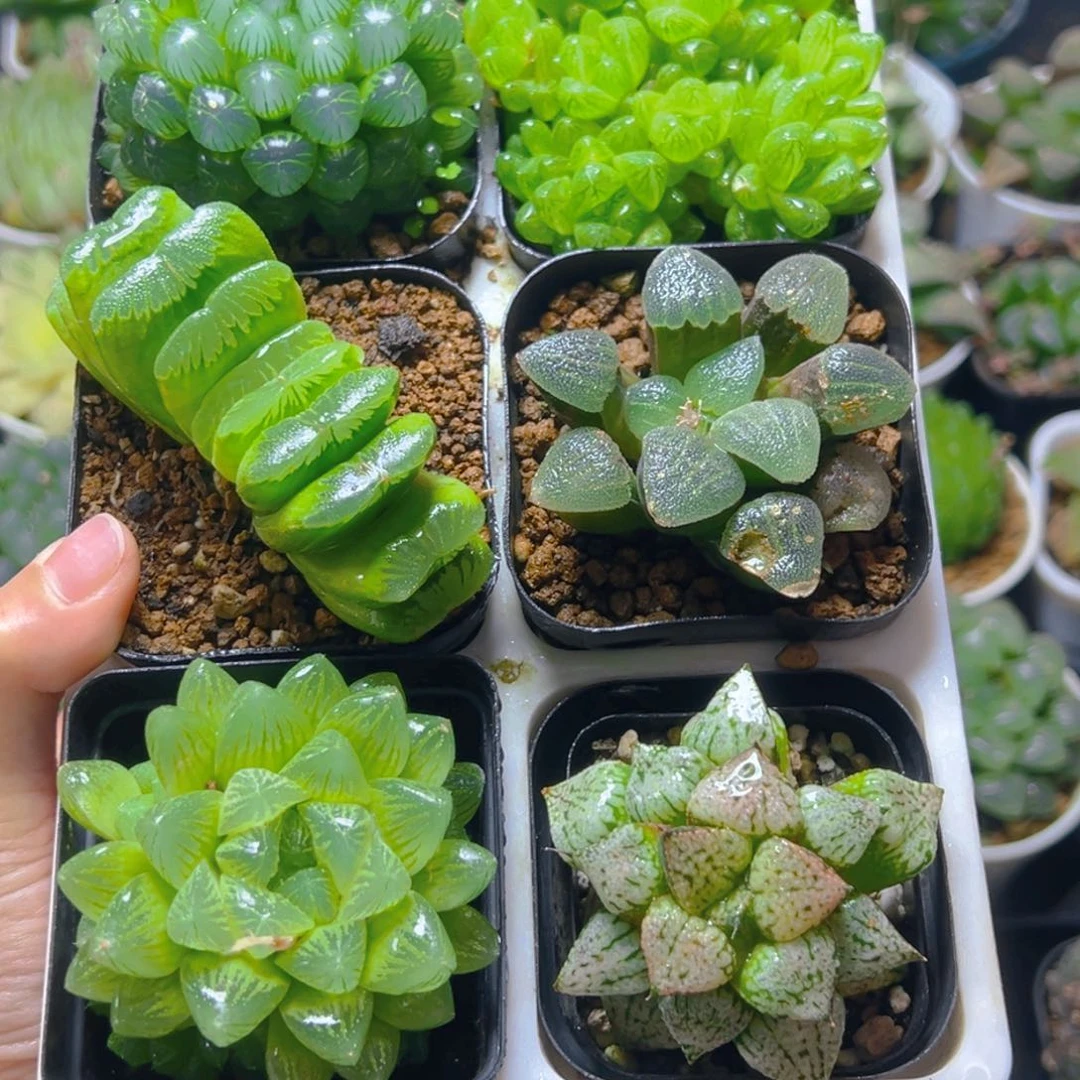 新人套餐玉露潘多拉魔盒