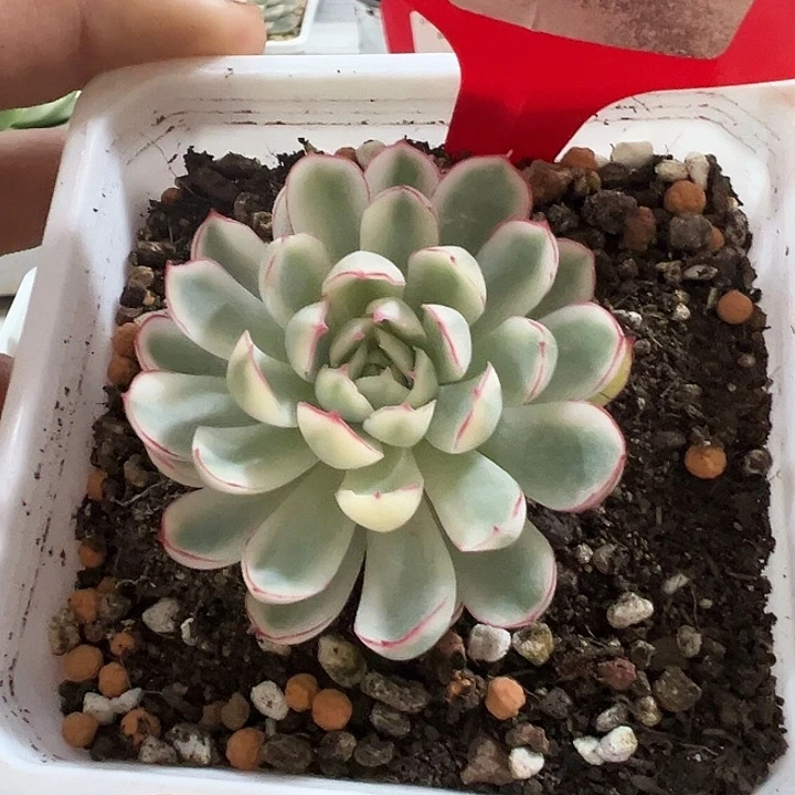 827号梦幻女王锦白锦