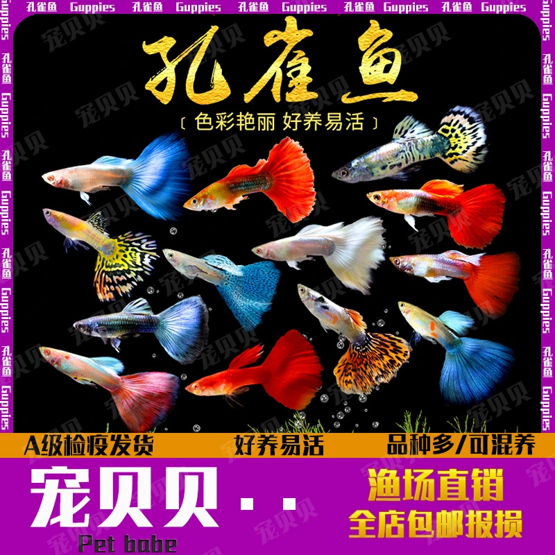 【公母配对发货】小型热带鱼淡水孔雀鱼好养耐活易繁殖观赏鱼凤尾鱼