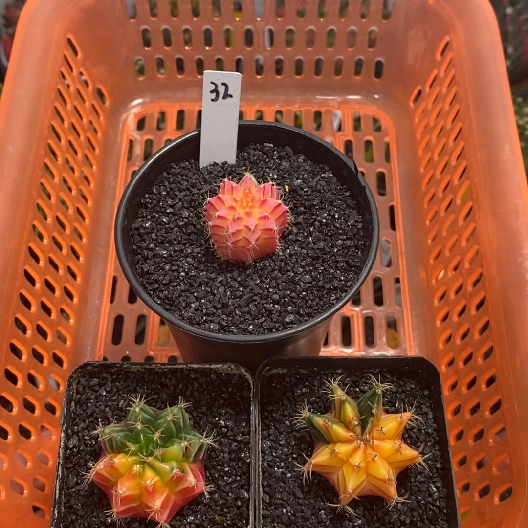 彩***朵精品米哈—脱土发货