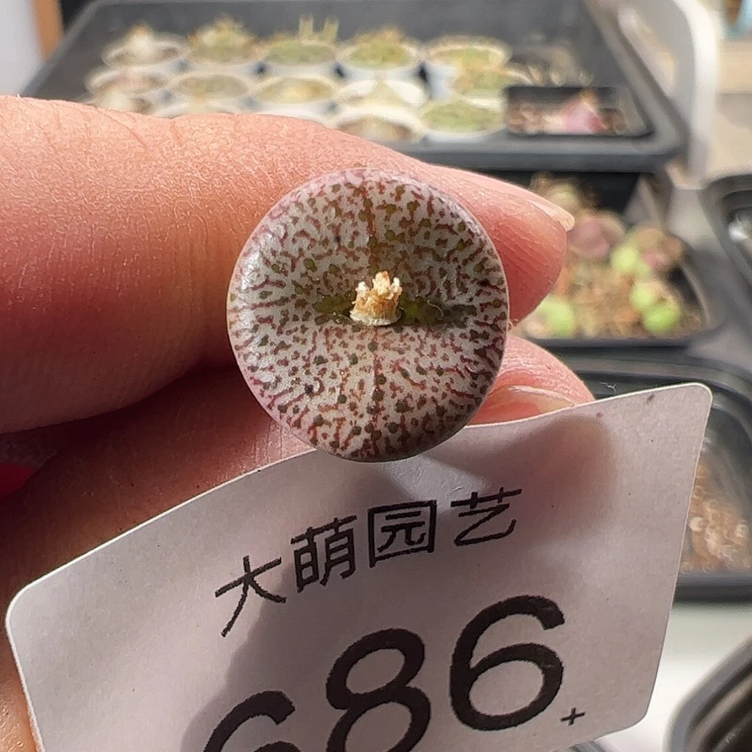 一物一拍。      686