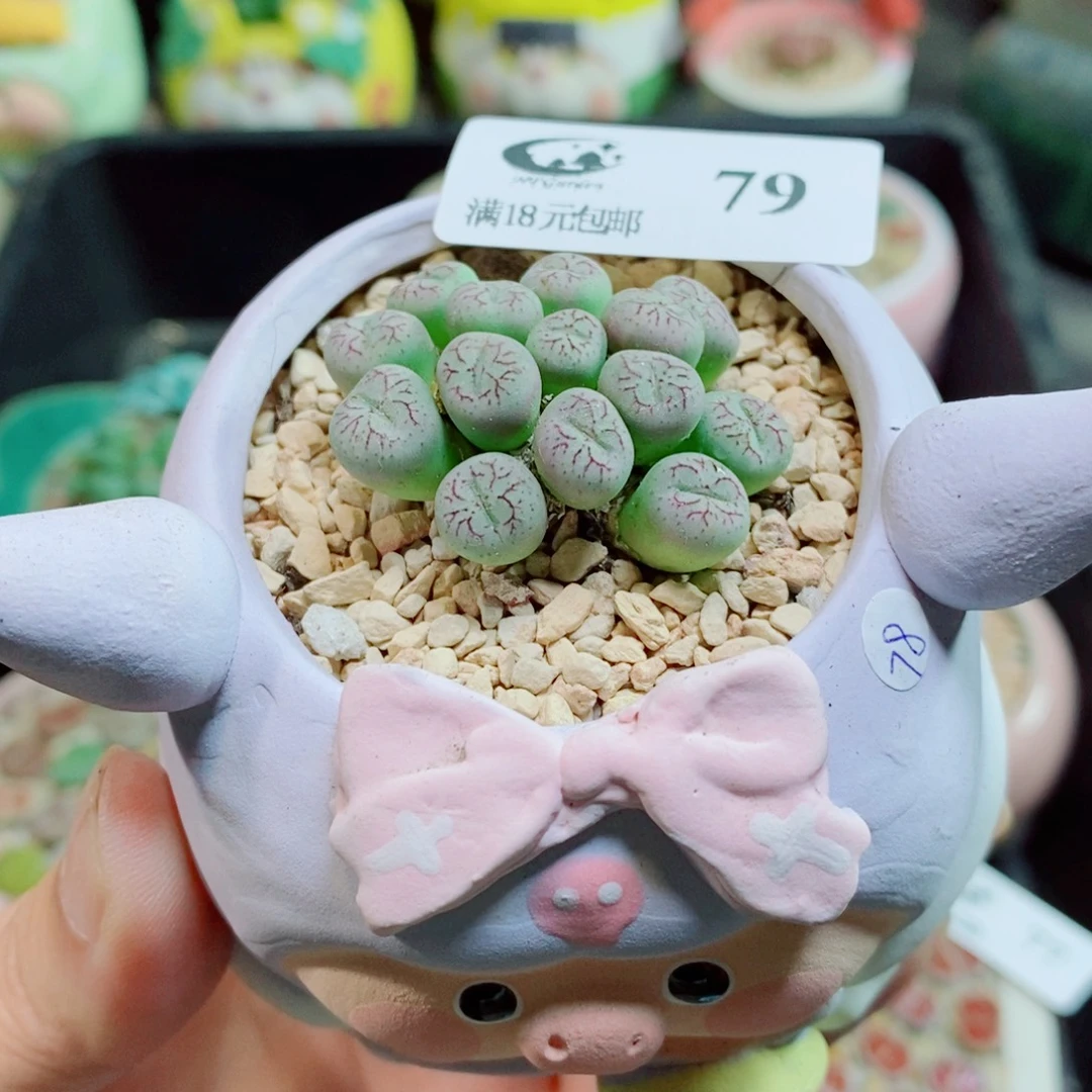 生石花花花花花79