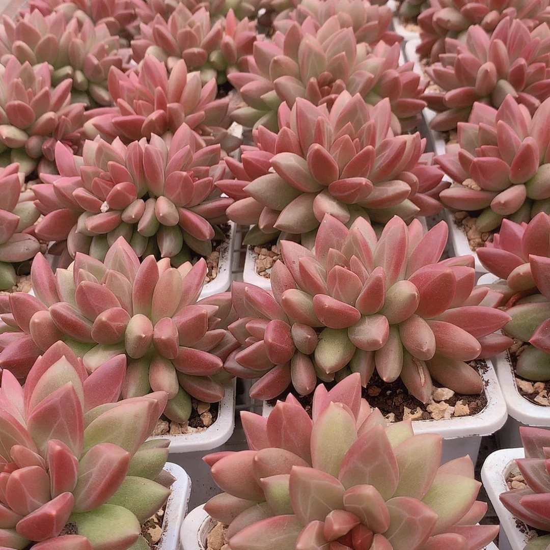 迷雾泡泡多头群3457899000