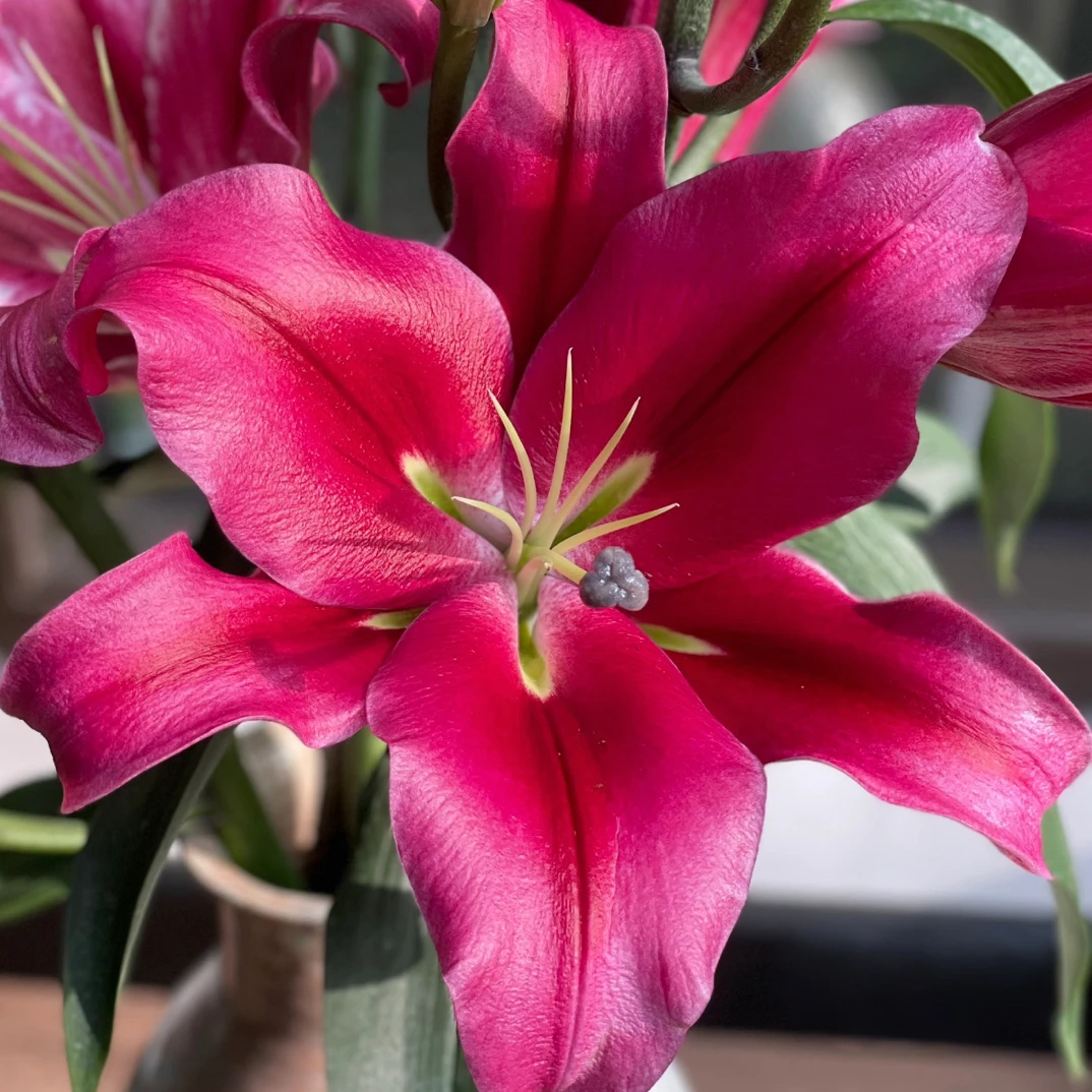 云南基地直发帕拉佐香水百合水养鲜花适合家居插花