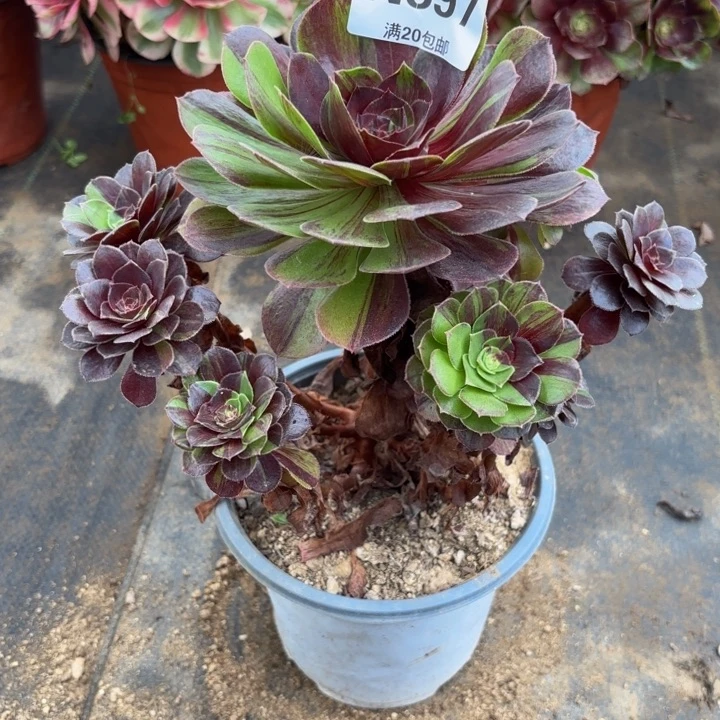 瑞妈多肉园艺897有断枝