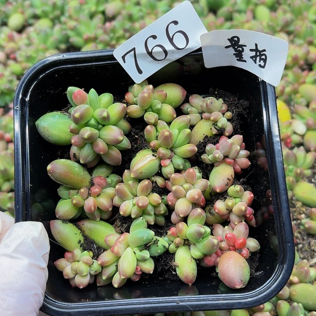 多肉植物多肉植物766量拍