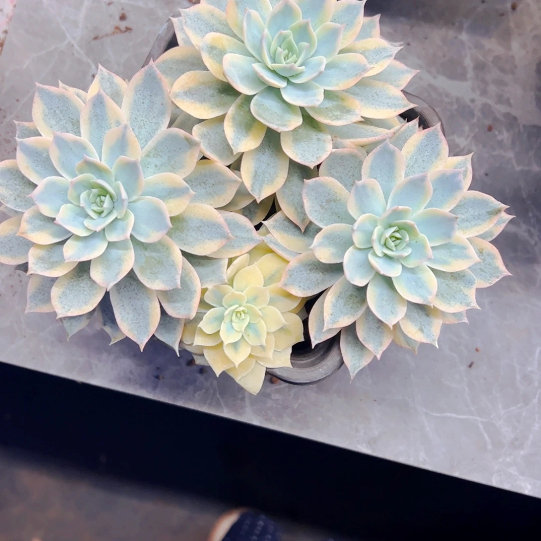 燕***多肉植物组合皮实4头