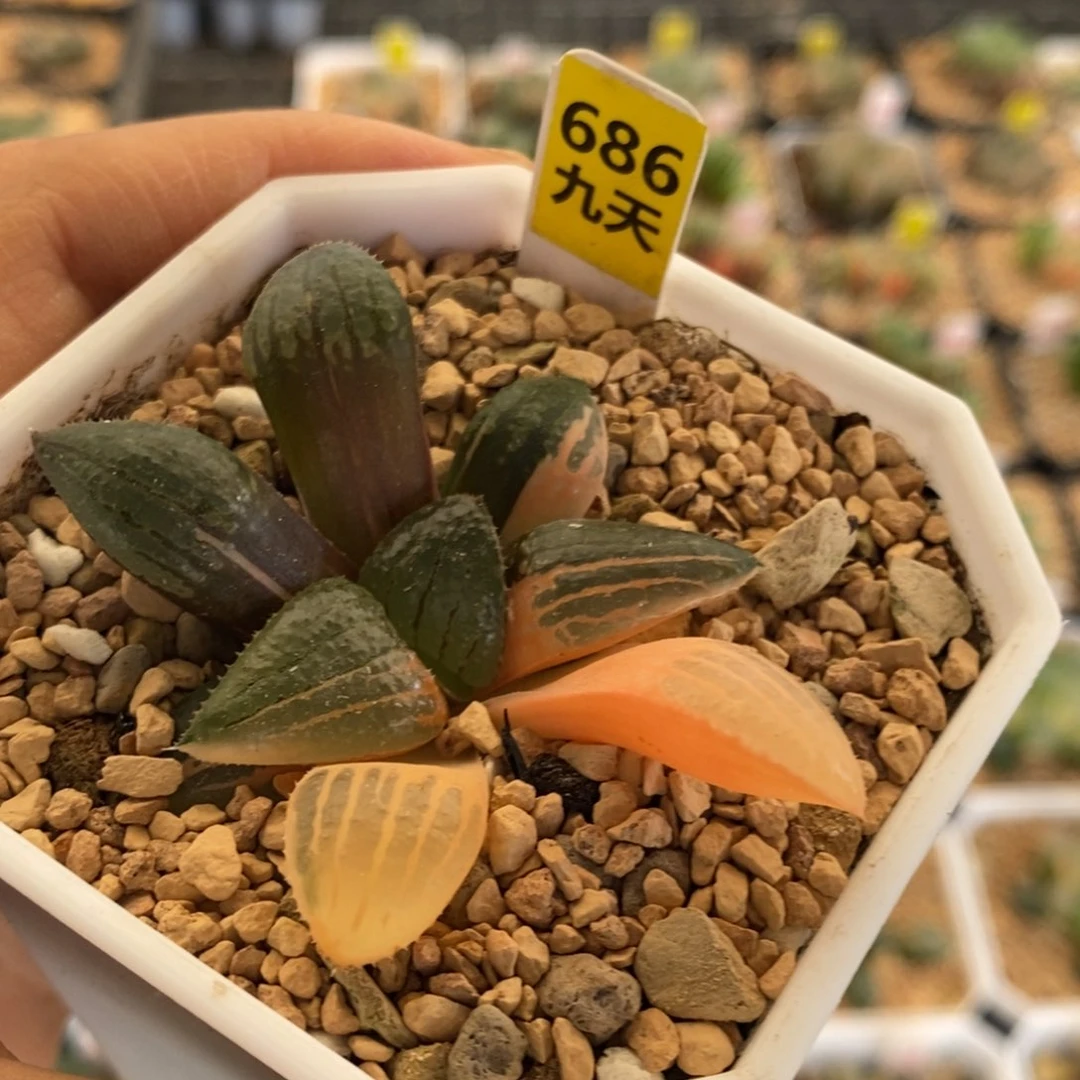 686号亲指姬寿锦多肉