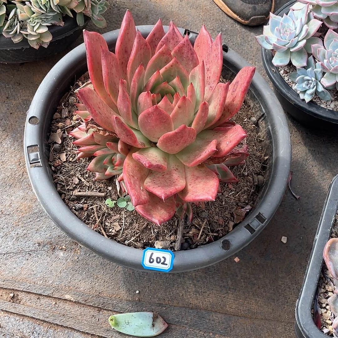 602粉钻一物一拍多肉