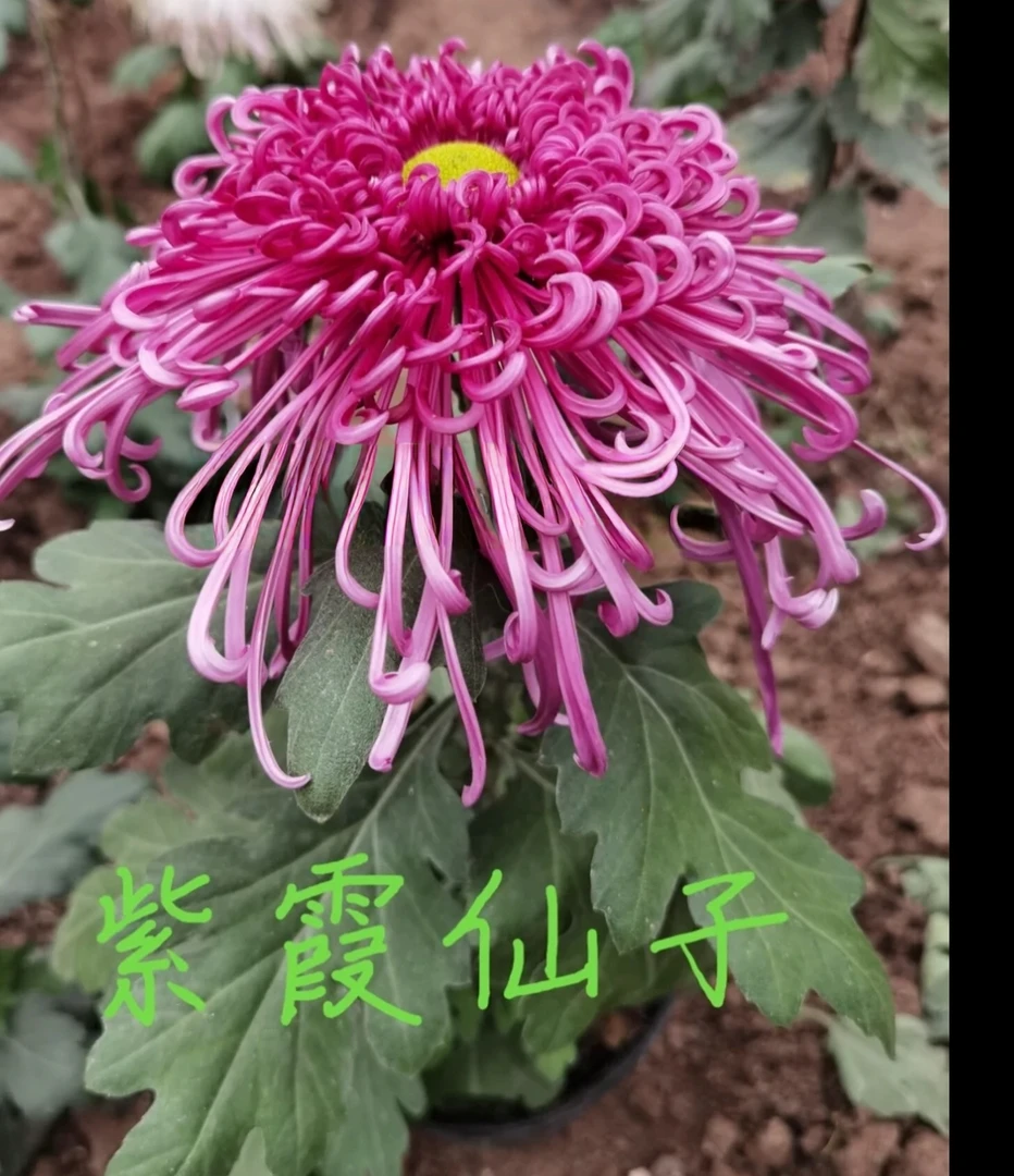 紫霞仙子菊花苗5颗