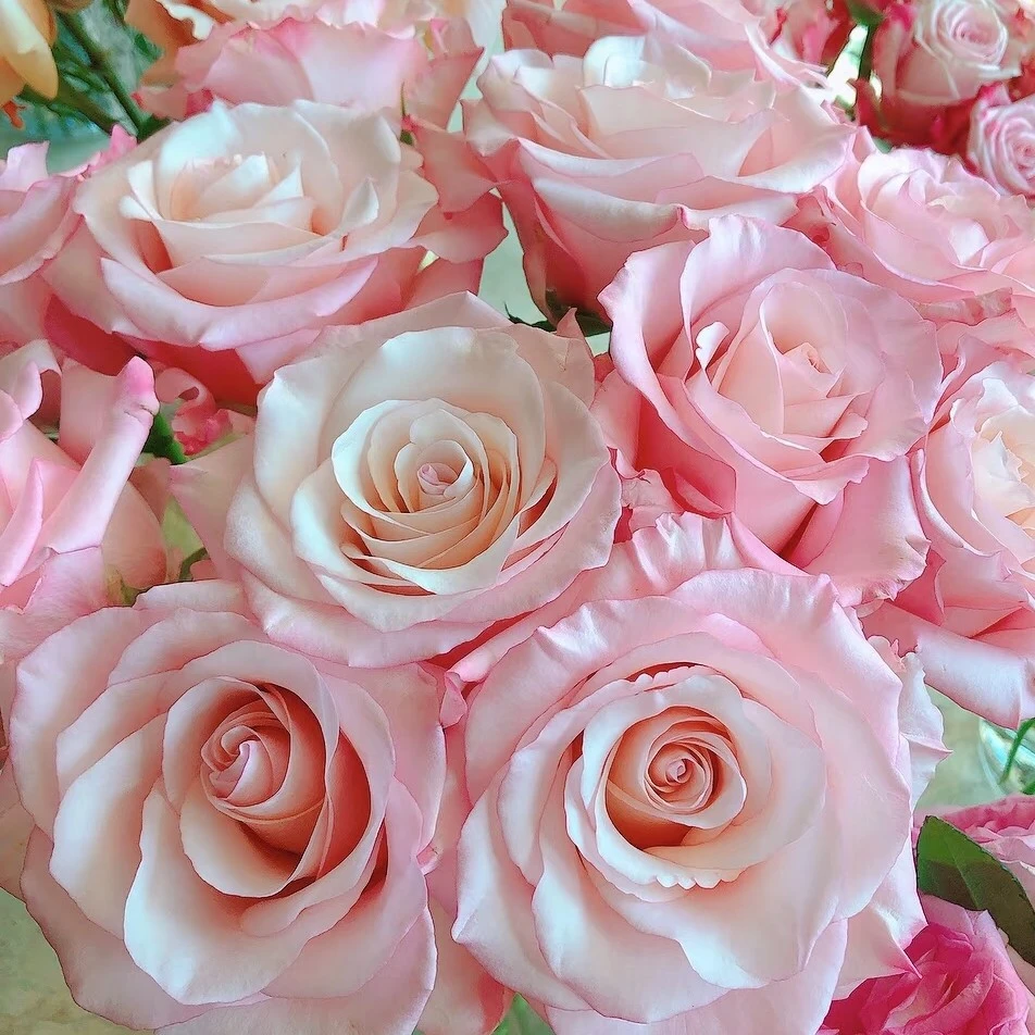 【3颗包邮】罗斯琳新品月季小苗粉色大花浓香型切花玫瑰花苗直立好