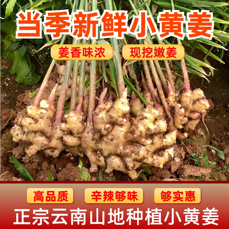 云南小黄姜【现挖新姜】嫩姜香味浓郁辛辣多汁山地种植产地直销生姜