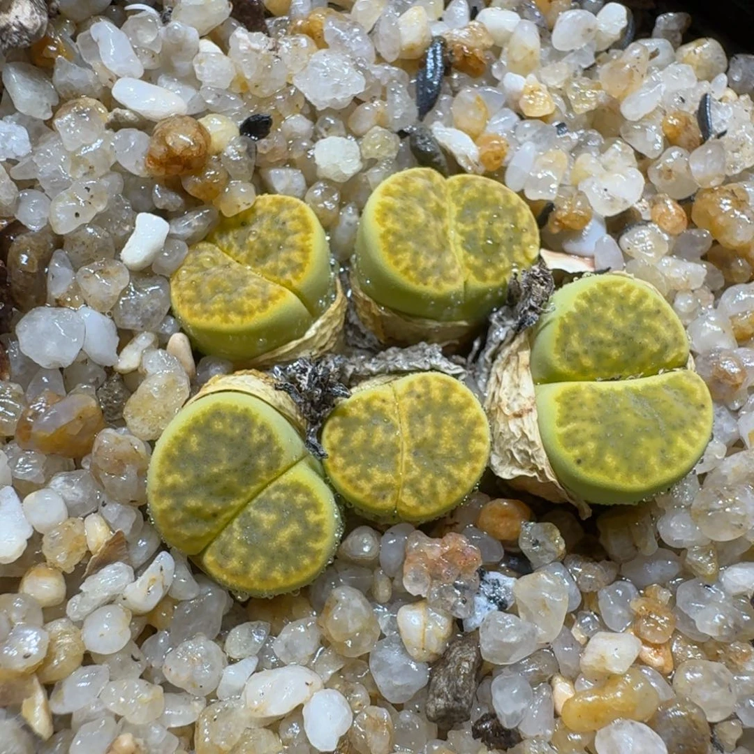 菲***菲0610-12生石花花花