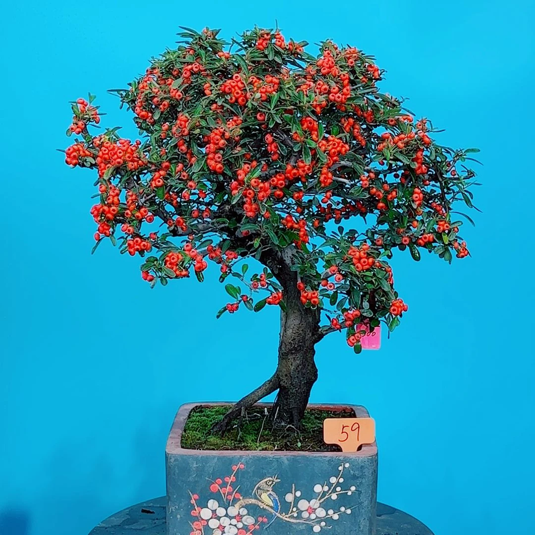 自***哥无花朵火棘吉祥果大盆栽