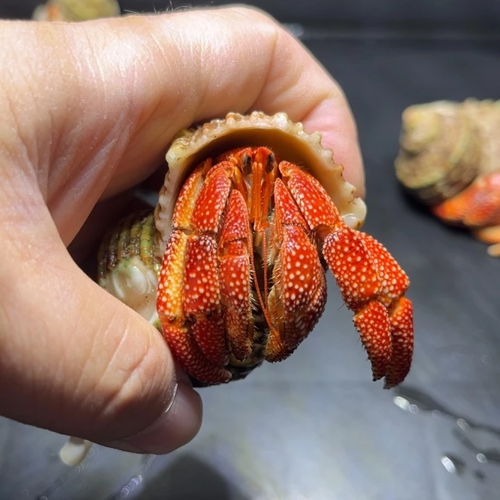 闪6号毛球2.8口径