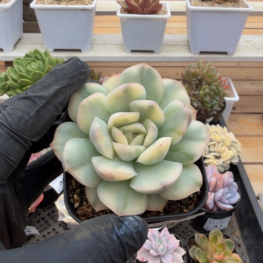 1124-42草莓蛋糕锦