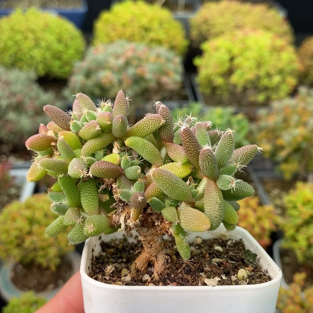 0909玉米 。