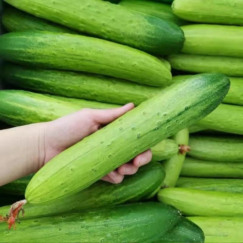 黄瓜湖北旱黄瓜小黄瓜凉拌黄瓜水果黄瓜农家自种新鲜蔬菜水果批发