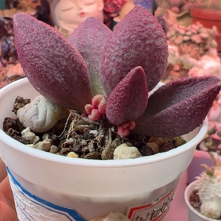 梅*可以说是我的最爱了