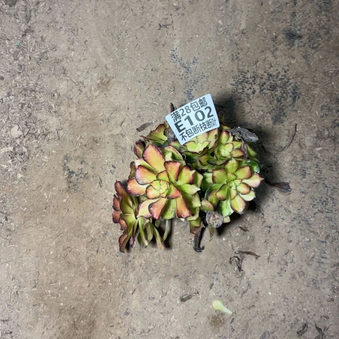 C. 102七彩海王有砍无根12