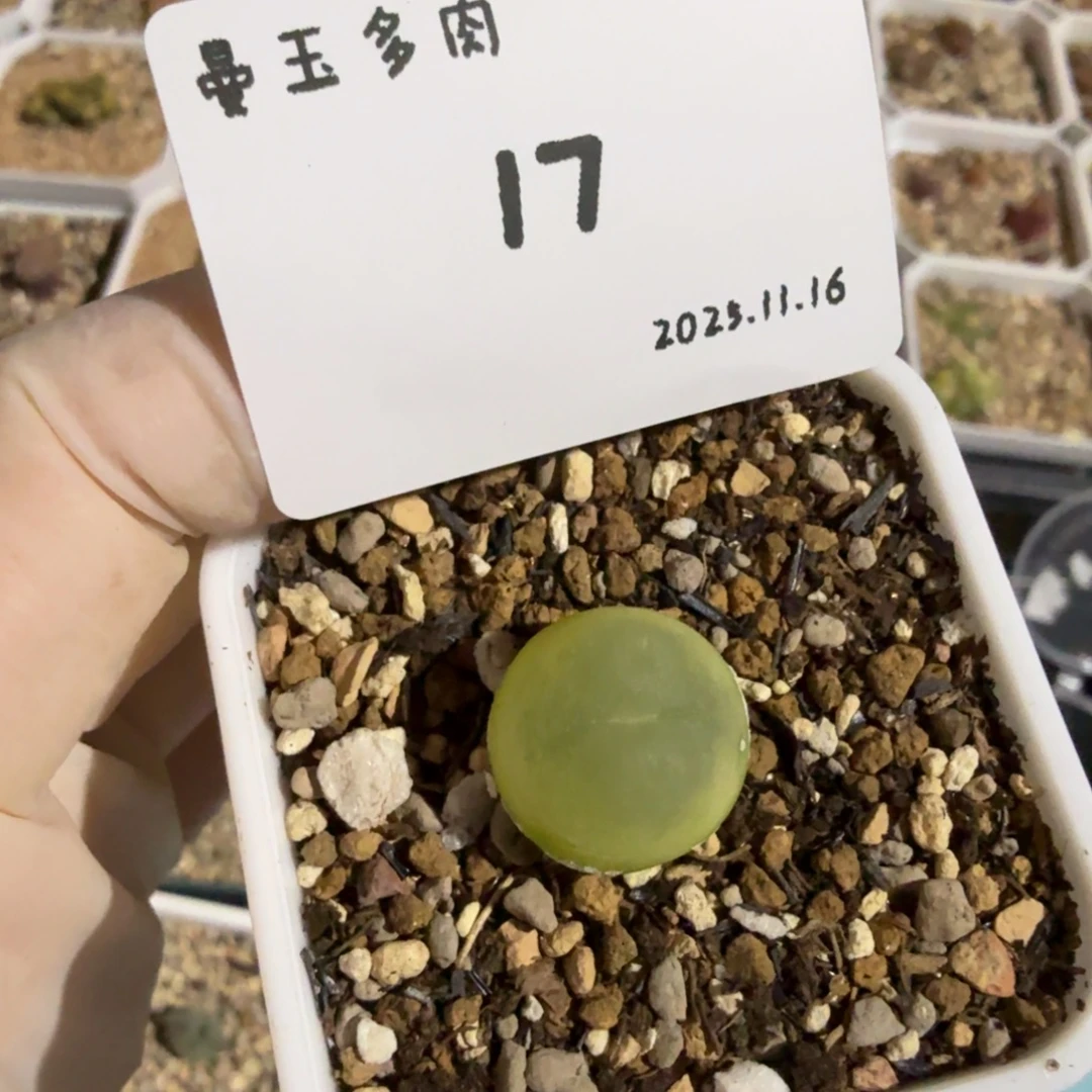 举****多肉多肉多肉11.16-017