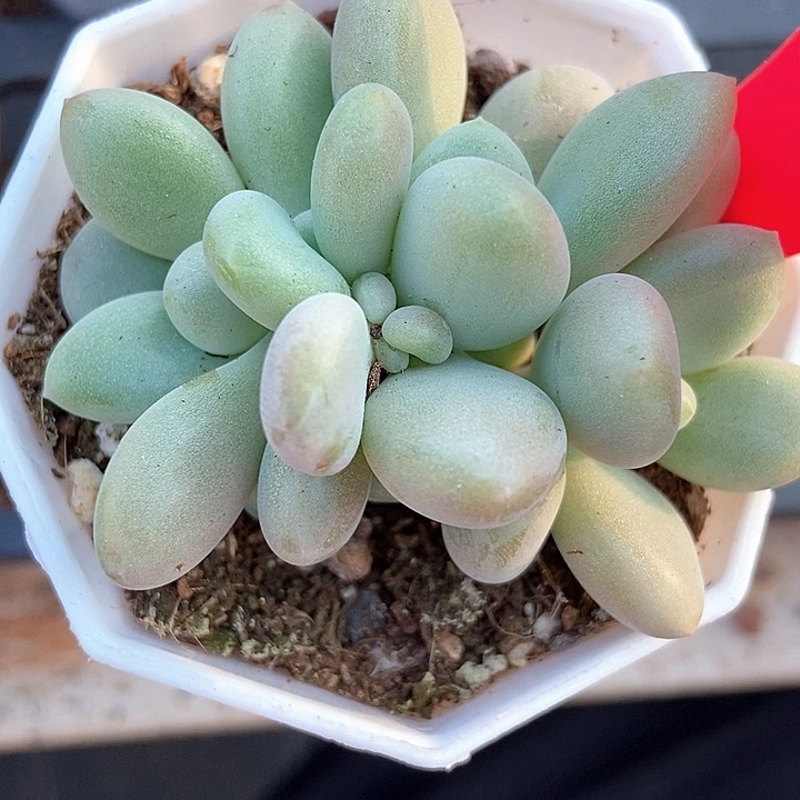 多肉植物原始虞美人626