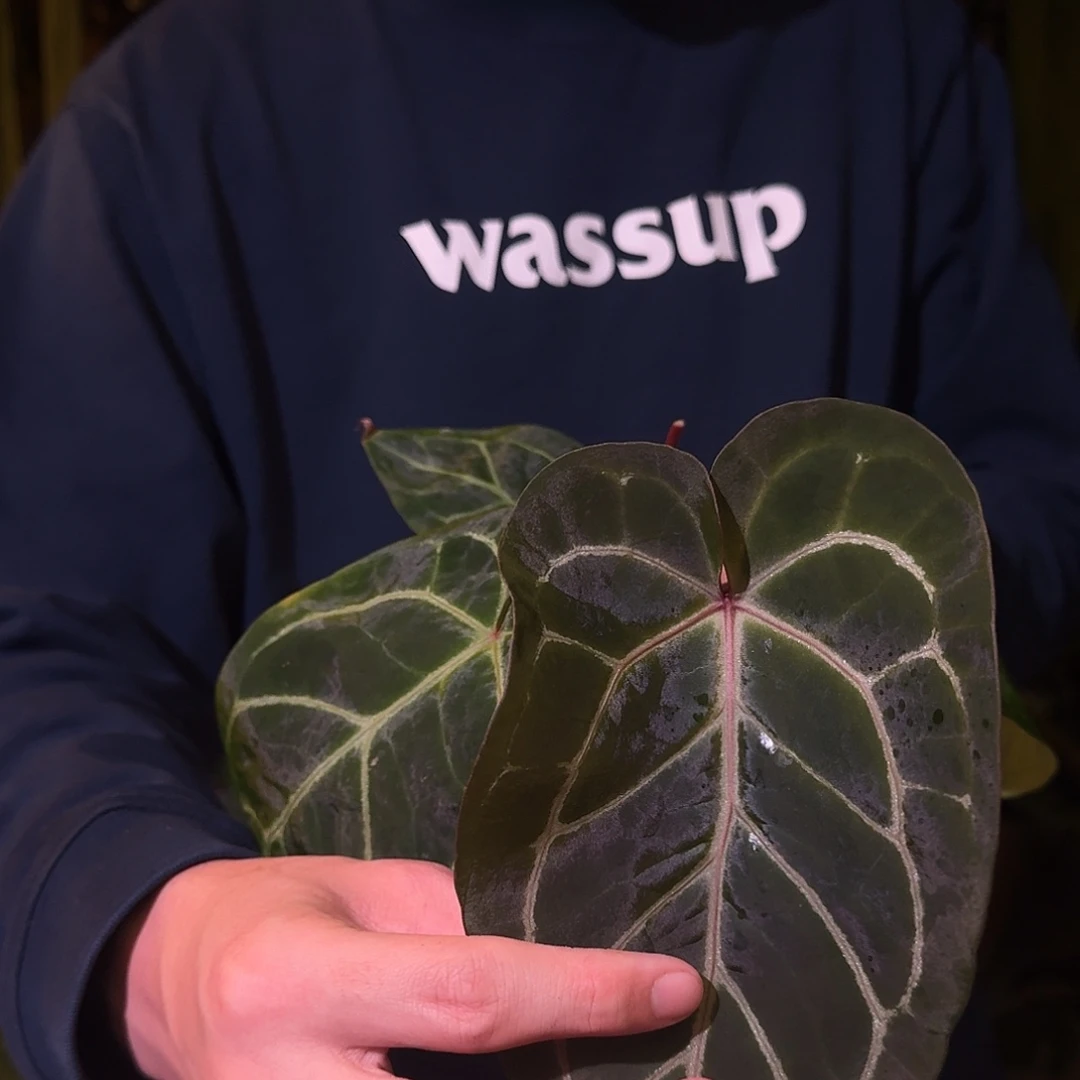 完全开放F137粉脉水晶杂阿波罗