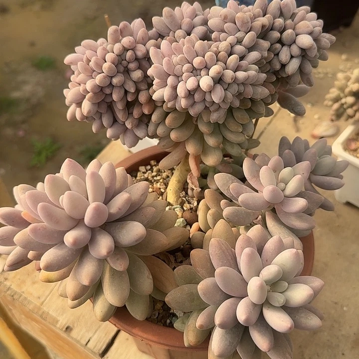 粉色恋人缀化多肉植物