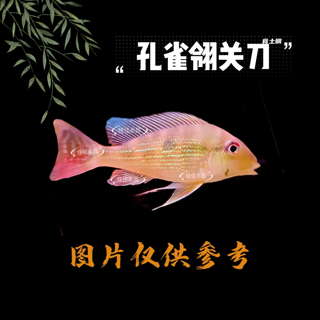 【高端食土鲷】孔雀翎关刀  热带鱼 当日取件完整开箱视频报损